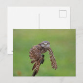 Burrowing Owl in Florida Postkarte (Vorne/Hinten)
