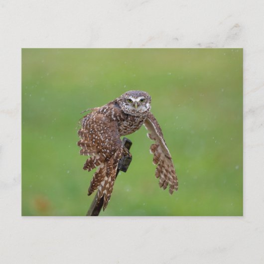Burrowing Owl in Florida Postkarte (Vorderseite)