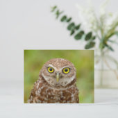 Burrowing Owl in Florida Postkarte (Stehend Vorderseite)