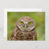 Burrowing Owl in Florida Postkarte (Vorne/Hinten)