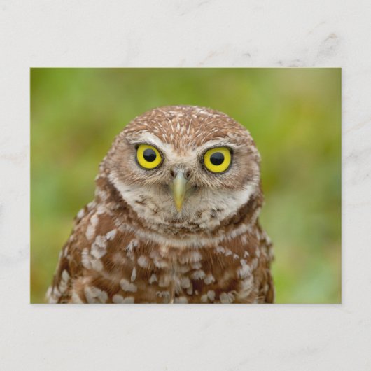 Burrowing Owl in Florida Postkarte (Vorderseite)