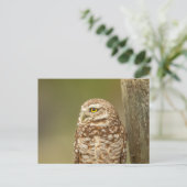 Burrowing Owl in Florida Postkarte (Stehend Vorderseite)