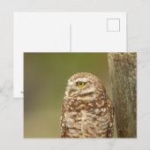 Burrowing Owl in Florida Postkarte (Vorne/Hinten)