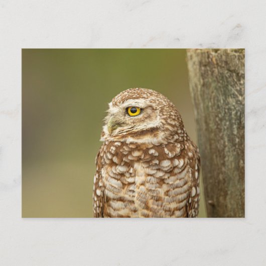 Burrowing Owl in Florida Postkarte (Vorderseite)