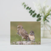 Burrowing Owl in Florida Postkarte (Stehend Vorderseite)