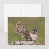 Burrowing Owl in Florida Postkarte (Vorne/Hinten)