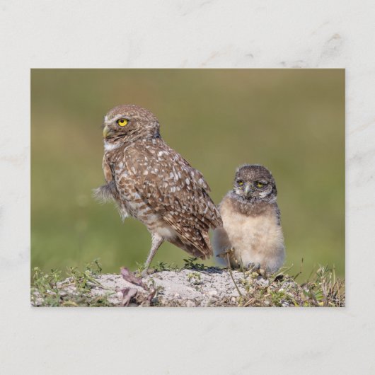 Burrowing Owl in Florida Postkarte (Vorderseite)