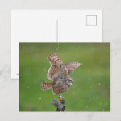 Burrowing Owl in Florida Postkarte (Vorne/Hinten)