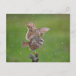 Burrowing Owl in Florida Postkarte