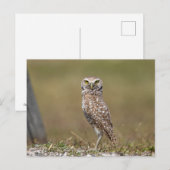 Burrowing Owl in Florida Postkarte (Vorne/Hinten)