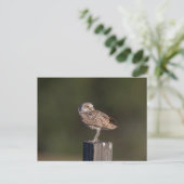 Burrowing Owl in Florida Postkarte (Stehend Vorderseite)