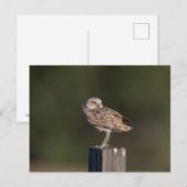 Burrowing Owl in Florida Postkarte (Vorne/Hinten)