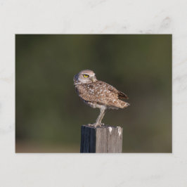 Burrowing Owl in Florida Postkarte