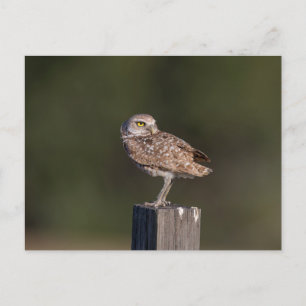 Burrowing Owl in Florida Postkarte