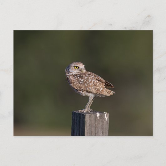 Burrowing Owl in Florida Postkarte (Vorderseite)