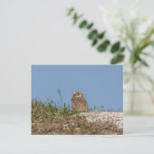 Burrowing Owl in Florida Postkarte (Stehend Vorderseite)