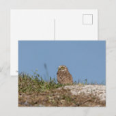 Burrowing Owl in Florida Postkarte (Vorne/Hinten)
