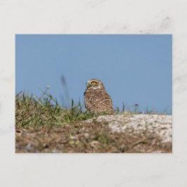 Burrowing Owl in Florida Postkarte