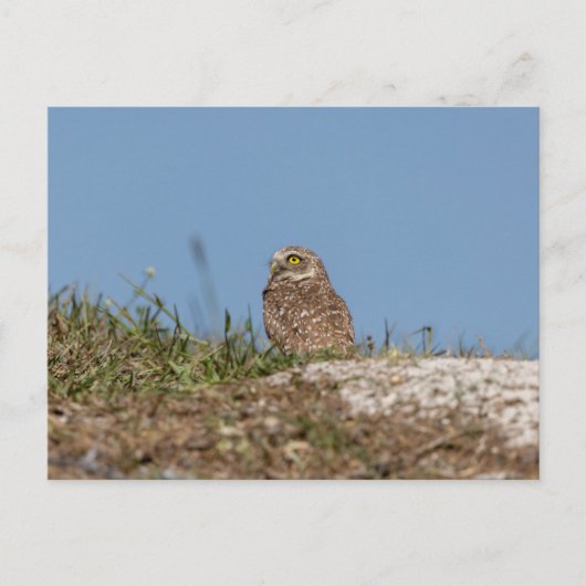 Burrowing Owl in Florida Postkarte (Vorderseite)