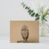 Burrowing Owl in Florida Postkarte (Stehend Vorderseite)