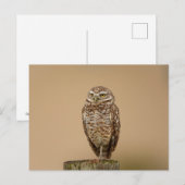 Burrowing Owl in Florida Postkarte (Vorne/Hinten)