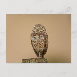 Burrowing Owl in Florida Postkarte