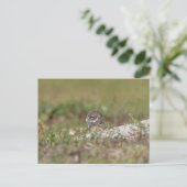 Burrowing Owl in Florida Postkarte (Stehend Vorderseite)
