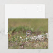 Burrowing Owl in Florida Postkarte (Vorne/Hinten)