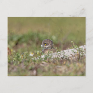Burrowing Owl in Florida Postkarte