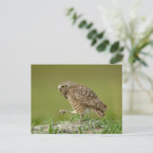 Burrowing Owl in Florida Postkarte (Stehend Vorderseite)