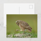 Burrowing Owl in Florida Postkarte (Vorne/Hinten)