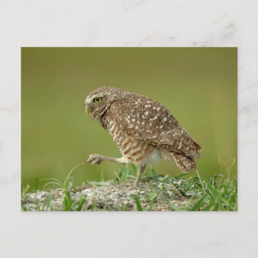 Burrowing Owl in Florida Postkarte (Vorderseite)
