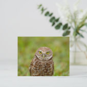 Burrowing Owl in Florida Postkarte (Stehend Vorderseite)
