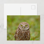 Burrowing Owl in Florida Postkarte (Vorne/Hinten)