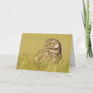 Burrowing Owl Nah up Profil Grußkarte Karte