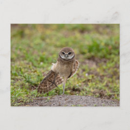 Burrowing Owl Yoga Stretch in Florida Postkarte