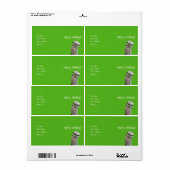 Burrowing Owls (Vorne)