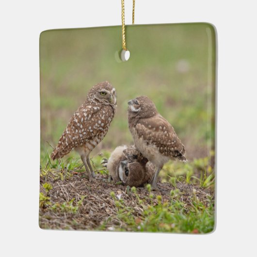 Burrowing Owls Keramik Ornament (Links)