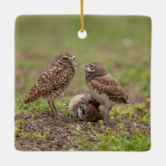 Burrowing Owls Keramik Ornament (Rückseite)