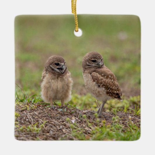 Burrowing Owls Keramik Ornament (Vorderseite)