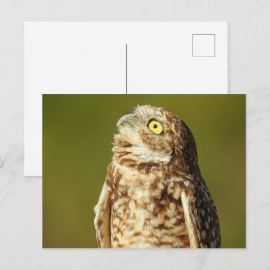 Burrowl Postkarte (Vorne/Hinten)