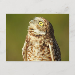 Burrowl Postkarte