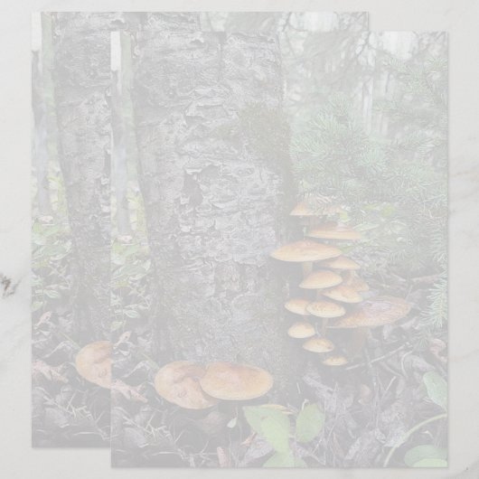 Bürsten - 8,5" x 11" Stationierblech (Vorne/Hinten)