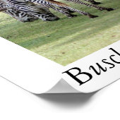 Busch Gardens, Florida Poster (Ecke)