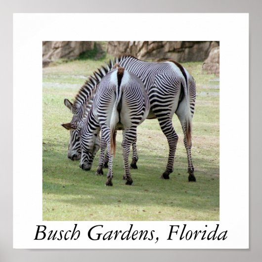 Busch Gardens, Florida Poster (Vorne)