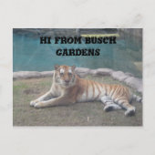 Busch Gardens Postkarte (Vorderseite)