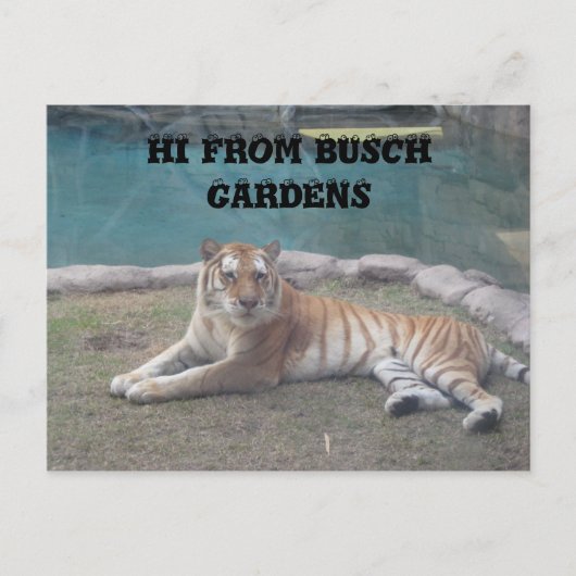 Busch Gardens Postkarte (Vorderseite)