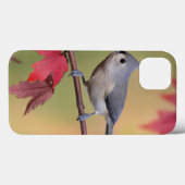 Büschelige Titmice Case-Mate iPhone Hülle (Rückseite (Horizontal))