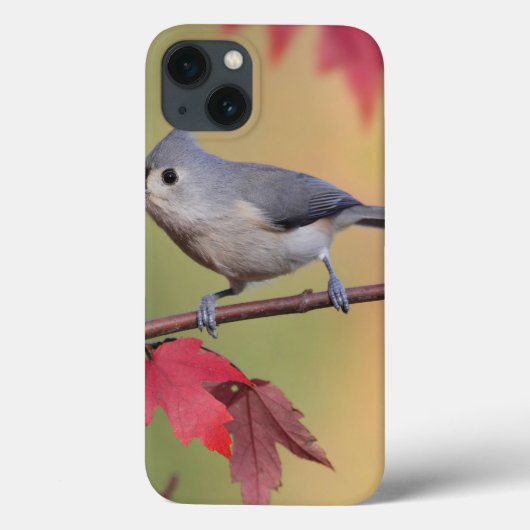 Büschelige Titmice Case-Mate iPhone Hülle (Rückseite)
