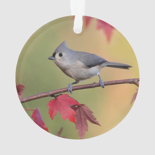 Büschelige Titmice Ornament (Rückseite)